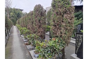 重庆陵园环境