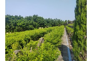 重庆陵园服务项目